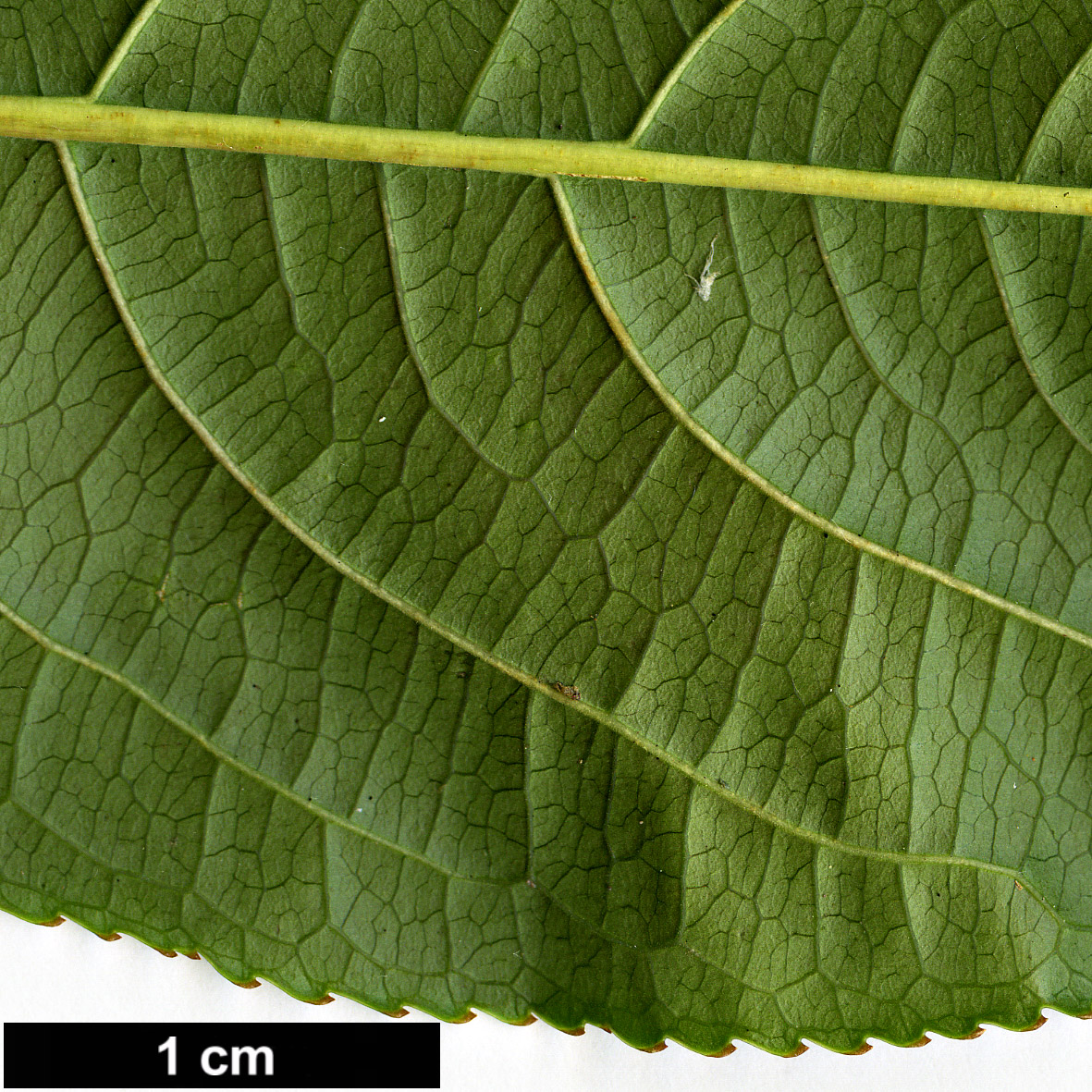 High resolution image: Family: Staphyleaceae - Genus: Turpinia - Taxon: pomifera - SpeciesSub: var. minor